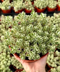 Two-row Stonecrop, Dragon's Blood, Sedum Spurium, Live Plant in 2", 4", 6" pot