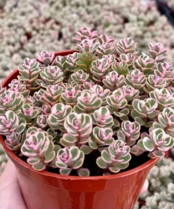Two-row Stonecrop, Dragon's Blood, Sedum Spurium, Live Plant in 2", 4", 6" pot