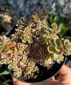 Two-row Stonecrop, Dragon's Blood, Sedum Spurium, Live Plant in 2