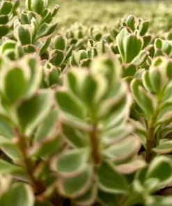 Two-row Stonecrop, Dragon's Blood, Sedum Spurium, Live Plant in 2