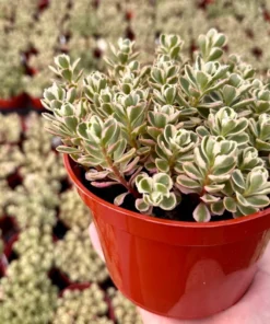 Two-row Stonecrop, Dragon's Blood, Sedum Spurium, Live Plant in 2