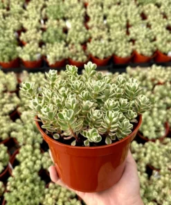 Two-row Stonecrop, Dragon's Blood, Sedum Spurium, Live Plant in 2