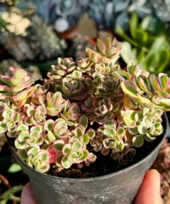 Two-row Stonecrop, Dragon's Blood, Sedum Spurium, Live Plant in 2