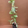 VARIEGATED PINK LEMON Tree (Grafted) 3 Feet Tall.