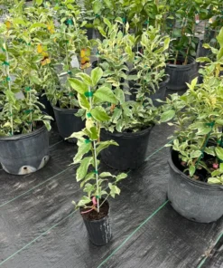 VARIEGATED PINK LEMON Tree (Grafted) 3 Feet Tall.