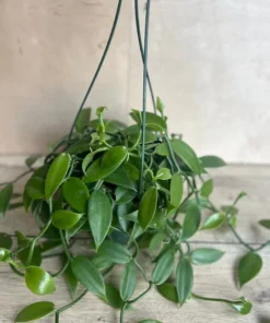 Vanilla Planifolia Orchid Large 8"HB Pot | Vanilla Bean Orchid Plant