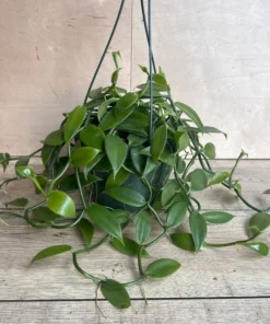 Vanilla Planifolia Orchid Large 8