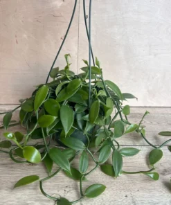 Vanilla Planifolia Orchid Large 8