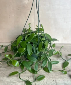 Vanilla Planifolia Orchid Large 8