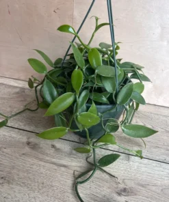 Vanilla Planifolia Orchid Large 8