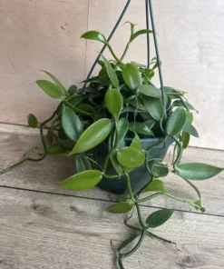 Vanilla Planifolia Orchid Large 8
