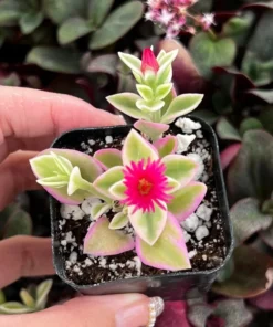 Variegated Baby Sun Rose Succulent Plant 2" & 4" Pots | Pink Ice Plant