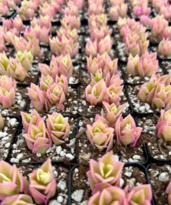 Variegated Baby Sun Rose Succulent Plant 2