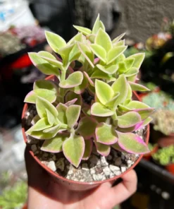 Variegated Baby Sun Rose Succulent Plant 2