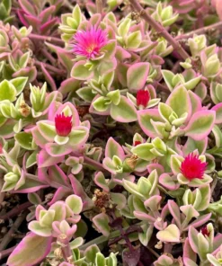 Variegated Baby Sun Rose Succulent Plant 2