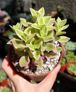 Variegated Baby Sun Rose Succulent Plant 2