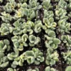 Variegated Bear's Paw Succulent | Cotyledon Tomentosa 2