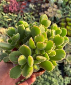 Variegated Bear's Paw Succulent | Cotyledon Tomentosa 2