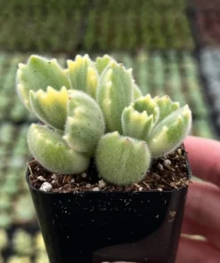 Variegated Bear's Paw Succulent | Cotyledon Tomentosa 2