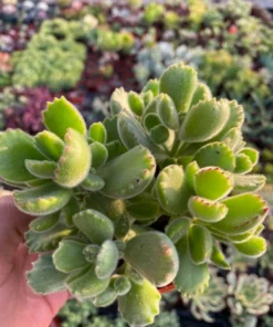 Variegated Bear's Paw Succulent | Cotyledon Tomentosa 2