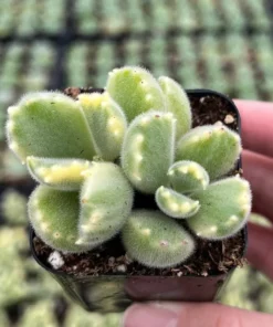Variegated Bear's Paw Succulent | Cotyledon Tomentosa 2