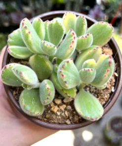 Variegated Bear's Paw Succulent | Cotyledon Tomentosa 2