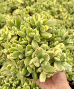 Variegated Bear's Paw Succulent | Cotyledon Tomentosa 2