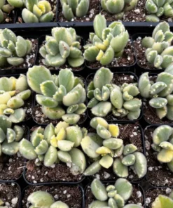 Variegated Bear's Paw Succulent | Cotyledon Tomentosa 2