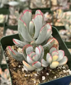 Variegated Cotyledon Orbiculata Long Leaf Succulent 3" & 4" Pot Rare Plant