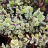 Variegated Elephant Bush | Live Plant | 2 Inch Pot | 4 Inch Pot | Succulent | Succulent Tree