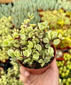 Variegated Elephant Bush | Live Plant | 2 Inch Pot | 4 Inch Pot | Succulent | Succulent Tree