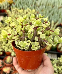 Variegated Elephant Bush | Live Plant | 2 Inch Pot | 4 Inch Pot | Succulent | Succulent Tree