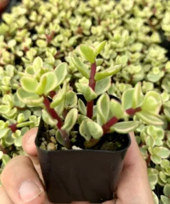 Variegated Elephant Bush | Live Plant | 2 Inch Pot | 4 Inch Pot | Succulent | Succulent Tree