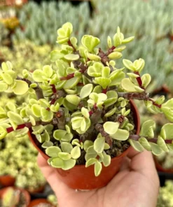 Variegated Elephant Bush | Live Plant | 2 Inch Pot | 4 Inch Pot | Succulent | Succulent Tree