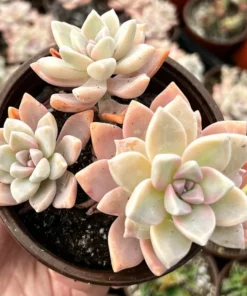 Variegated Ghost Plant Succulent Live Graptopetalum Paraguayense 2"-4" Pots