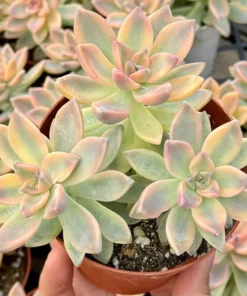 Variegated Ghost Plant Succulent Live Graptopetalum Paraguayense 2