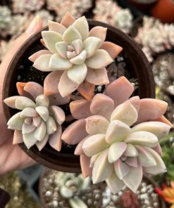 Variegated Ghost Plant Succulent Live Graptopetalum Paraguayense 2