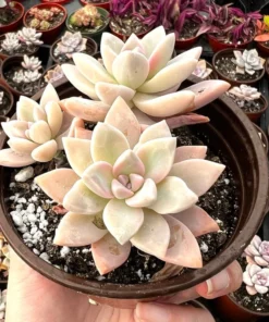 Variegated Ghost Plant Succulent Live Graptopetalum Paraguayense 2