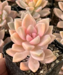 Variegated Ghost Plant Succulent Live Graptopetalum Paraguayense 2