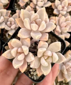 Variegated Ghost Plant Succulent Live Graptopetalum Paraguayense 2