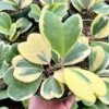 Variegated Heart Leaf Hoya, Variegated Hoya Kerrii, Sweetheart Plant, Live Plant in 2", 4", 6" pot