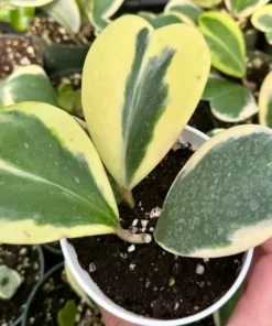 Variegated Heart Leaf Hoya, Variegated Hoya Kerrii, Sweetheart Plant, Live Plant in 2", 4", 6" pot
