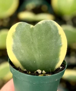 Variegated Heart Leaf Hoya, Variegated Hoya Kerrii, Sweetheart Plant, Live Plant in 2