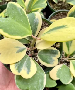 Variegated Heart Leaf Hoya, Variegated Hoya Kerrii, Sweetheart Plant, Live Plant in 2
