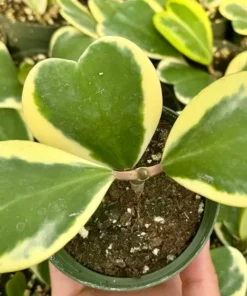 Variegated Heart Leaf Hoya, Variegated Hoya Kerrii, Sweetheart Plant, Live Plant in 2