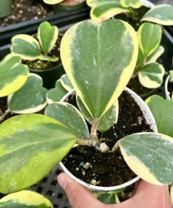 Variegated Heart Leaf Hoya, Variegated Hoya Kerrii, Sweetheart Plant, Live Plant in 2