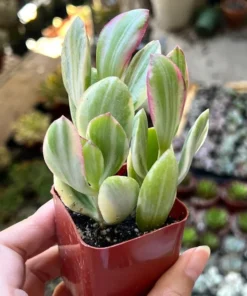 Variegated Jade Plant, Tri-Color Jade, Crassula Ovata, Friendship Tree, Small Succulent, Rooted Succulent