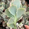 Variegated Lavender Scallop, Variegated Kalanchoe Fedtschenkoi, Live Plant in 2" pot