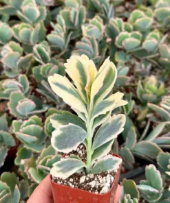 Variegated Lavender Scallop, Variegated Kalanchoe Fedtschenkoi, Live Plant in 2" pot
