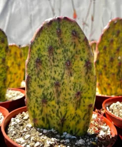 Variegated Opuntia Sunburst, Rare Cactus, Variegated Cactus, Live Plant in 3", 6" pot
